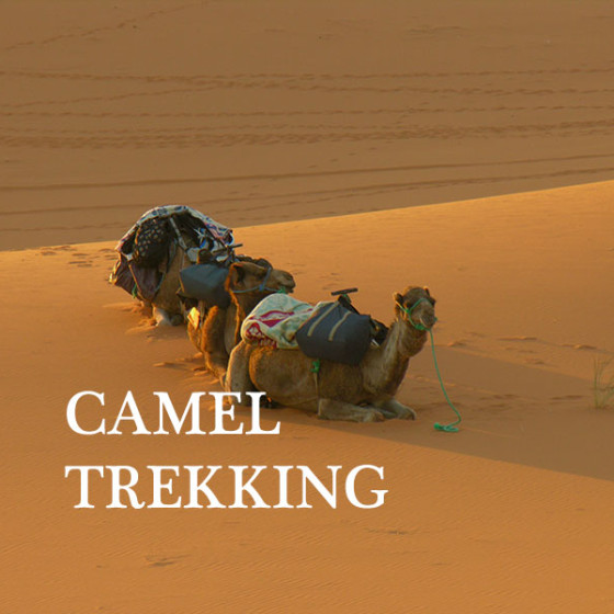 CAMEL TREKKING