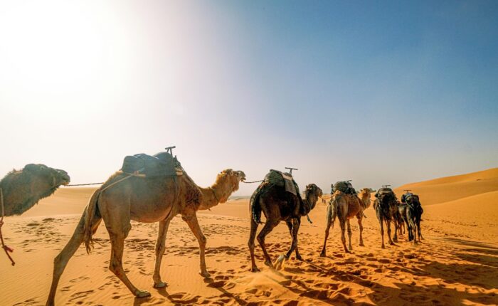 4 Days Camel Trekking
