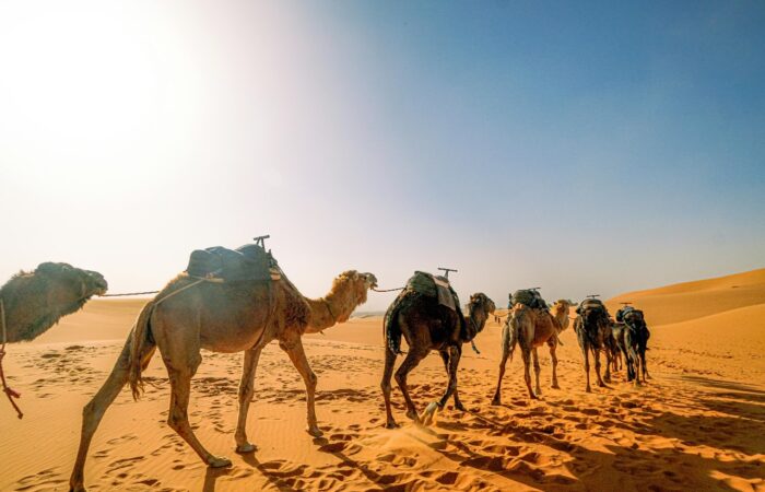 4 Days Camel Trekking 4 Days Camel Trekking