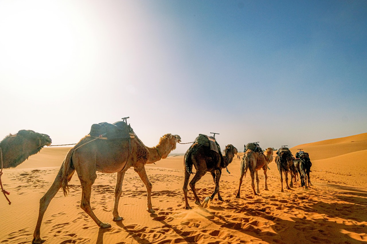 4 Days Camel Trekking 4 Days Camel Trekking