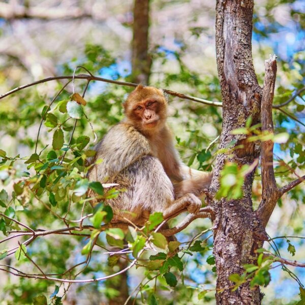 4 days tour from fes to marrakech