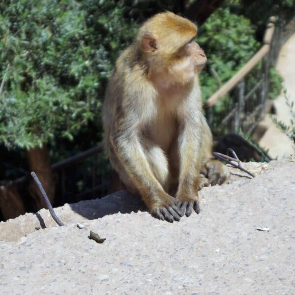 Ouzoud Waterfalls Tour
