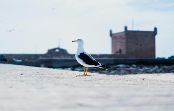 trip from Marrakech to Essaouira